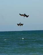 Pelicans Diving