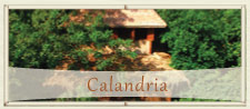 Calandria