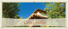 Cenzontle