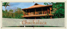 Chachalaca